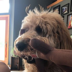 Meet your Posher, Brontë